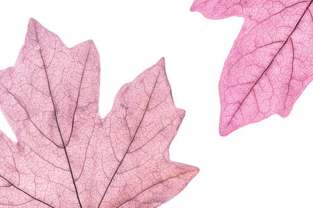 Macro image of colorful tree leaves, isolated on white, natural backgroundの写真素材