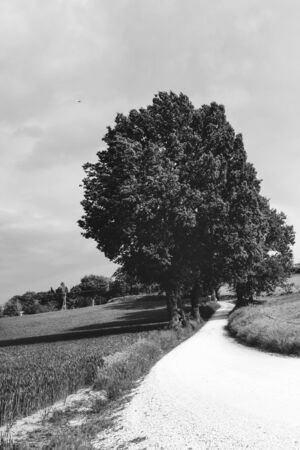 View of rural landscape in spring, white country road and treesの写真素材