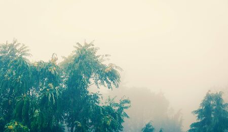 Summer bad weather, trees in the fogの写真素材