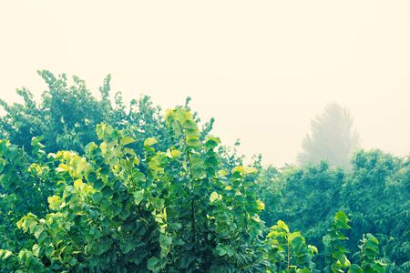 Summer bad weather, trees in the fogの写真素材