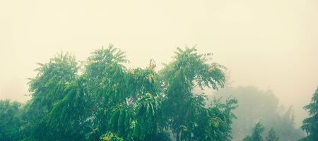 Summer bad weather, trees in the fogの写真素材
