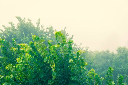 Summer bad weather, trees in the fogの写真素材