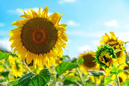 Sunflower field in a summer day, blue skyの写真素材