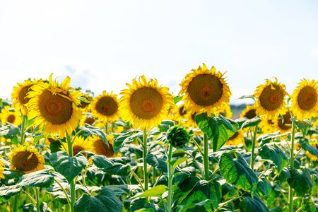 Close-up of sunflower in a field, rural landscapeの写真素材
