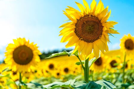 Sunflower field in a summer day, blue skyの写真素材