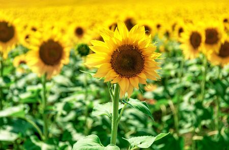 Close-up of sunflower in a field, rural landscapeの写真素材