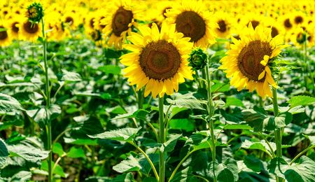 Close-up of sunflower in a field, rural landscapeの写真素材
