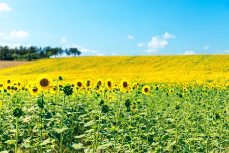 Sunflower field in a summer day, blue skyの写真素材