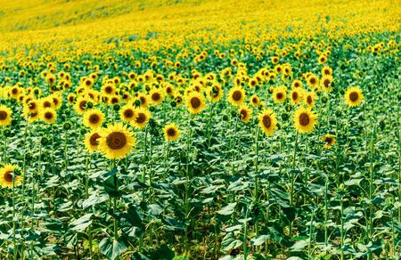 Close-up of sunflower in a field, rural landscapeの写真素材