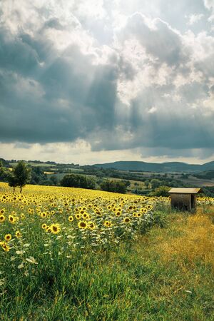 Beautiful rural landscape of countryside, meadows and cultivated fieldsの写真素材