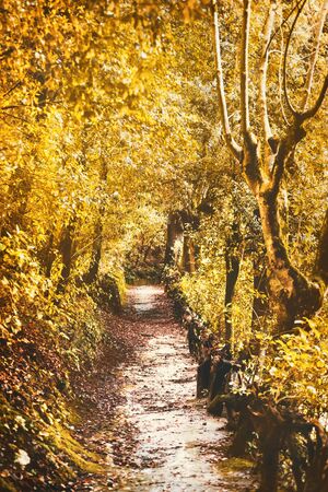 Path in the autumn forest, yellow foliageの写真素材