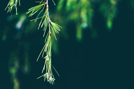 Macro image of fir twigs, natural backgroundの写真素材