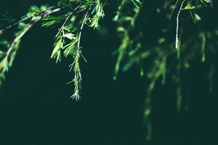 Macro image of fir twigs, natural backgroundの写真素材