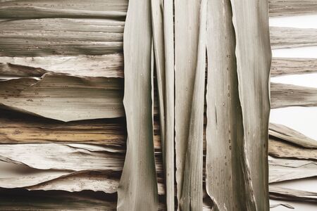 Nature abstract, texture of bamboo leaves, close-upの写真素材