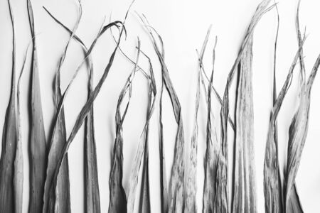Black and white natural texture, close-up of bamboo leaves の写真素材