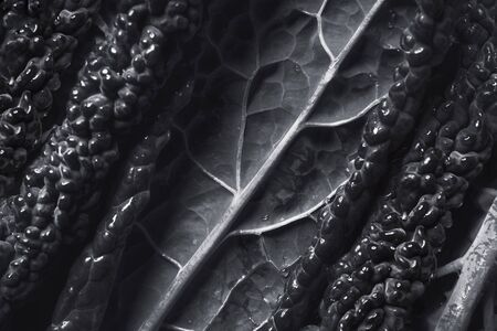 Close-up of black cabbage, organic texture