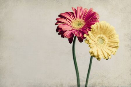 Beautiful gerbera flowers Isolated on white backgroundの写真素材