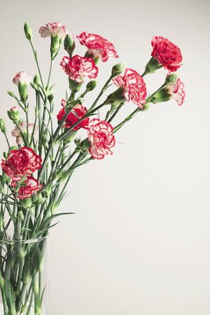 Bouquet of little red carnations in glass vase, close-upの写真素材