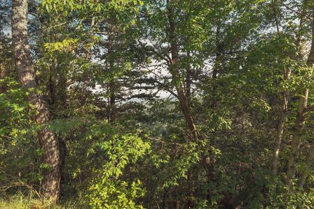 Lush foliage of forest in spring, natural backgroundの写真素材