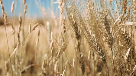 Agriculture, ears of wheat and blue backgroundの写真素材