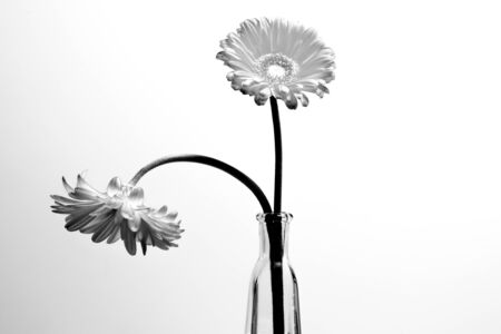Beautiful gerbera flowers Isolated on white backgroundの写真素材