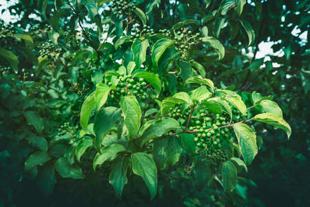 Close-up of foliage in the woods, green leaves and berries