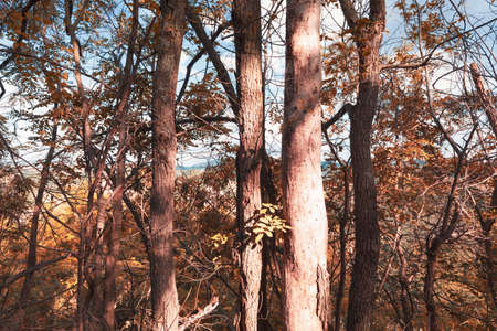 Trees of forest at sunset, natural background