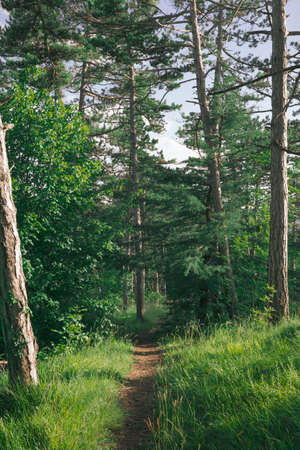 Beautiful mediterranean forest, path in the woods