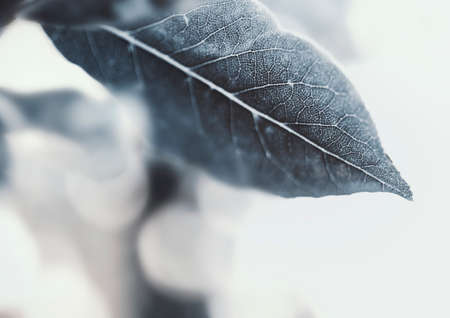 Macro of laurel leaf, defocus backgroundの写真素材
