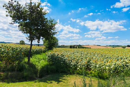 Beautiful rural landscape with sunflower fields and blue skyの写真素材