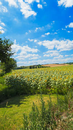 Beautiful rural landscape with sunflower fields and blue skyの写真素材