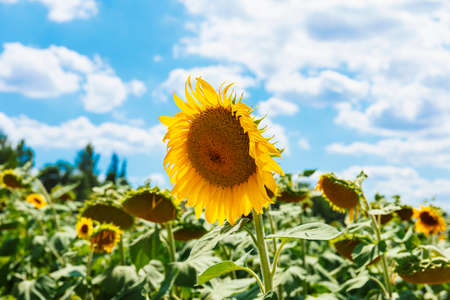 Beautiful rural landscape with sunflower fields and blue skyの写真素材