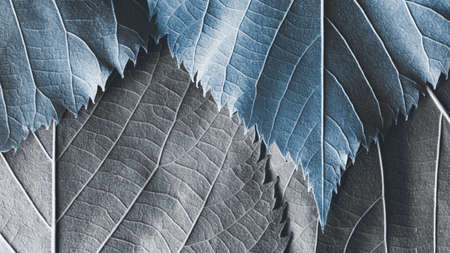 Close-up of blue leaves, natural background