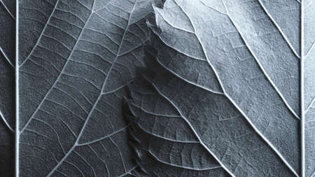 Close-up of blue leaves, natural background