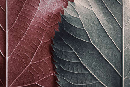 Close-up of colorful leaves, natural backgroundの写真素材