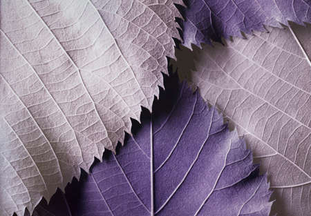 Close-up of colorful leaves, natural backgroundの写真素材