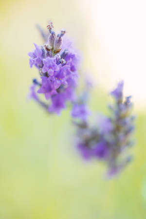 Macro of blooming lavender, natural backgroundの写真素材