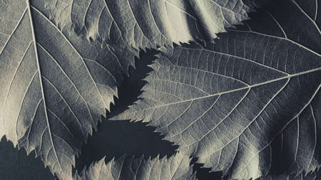 Close-up of leaves, natural backgroundの写真素材