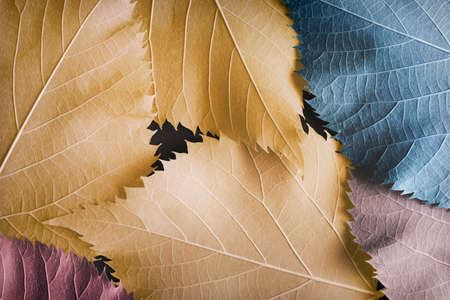 Close-up of colorful leaves, natural background