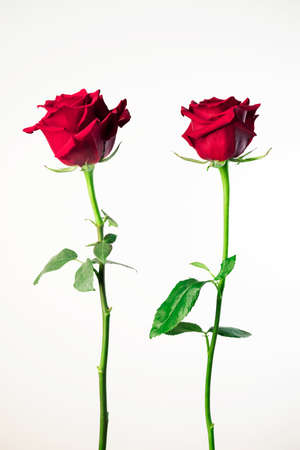 Close-up of two red roses, isolated on white backgroundの写真素材