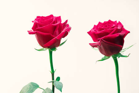 Close-up of two red roses, isolated on white backgroundの写真素材