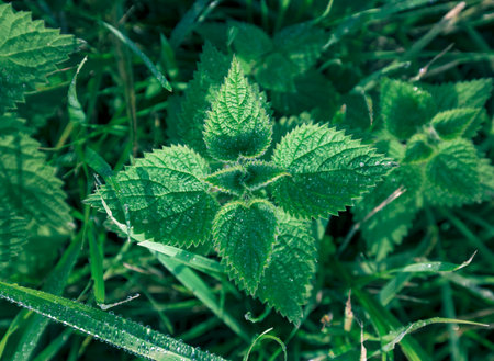 Macro of nettle leaves with dew, green backgroundの写真素材