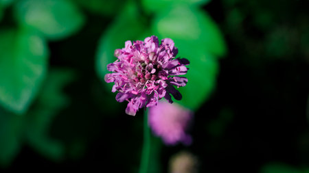 Blooming wild flower in winter, natural backgroundの写真素材