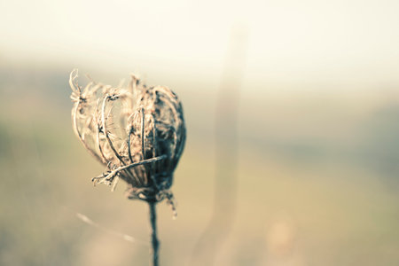 Macro wild field flowers, natural backgroundの写真素材