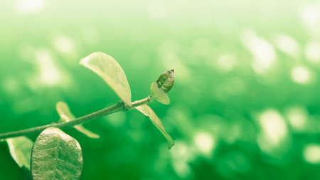 Close-up of jasmine leaves, natural backgroundの写真素材