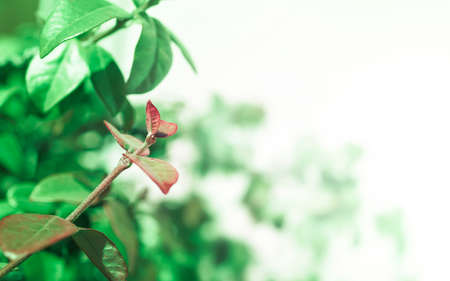 Close-up of jasmine leaves, natural backgroundの写真素材