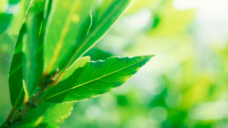 Laurel leaves macro, bokeh backgroundの写真素材
