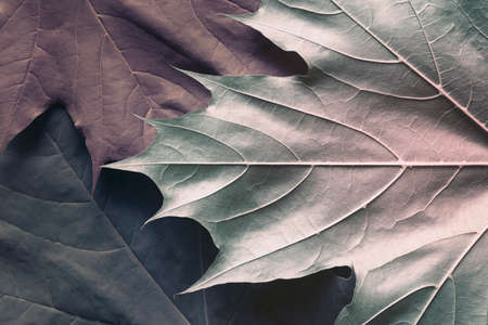Close-up of colorful leaves in studio, detail nature