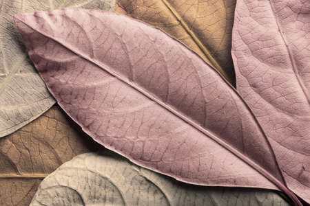 Close-up of colorful leaves in studio, detail nature