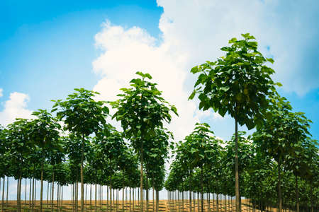 Landscape with trees in a row, blue skyの写真素材